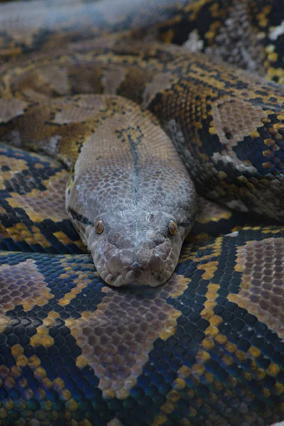 Head Reticulated Python Snake Natural Park Python Reticulatus — Stock Photo, Image