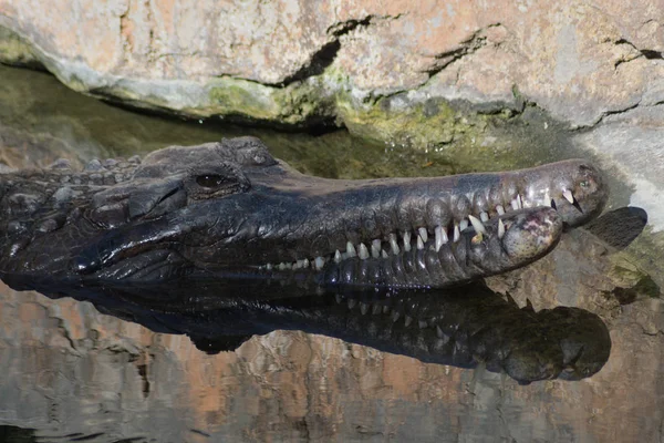 False Gharial Tomistoma Shore River Tomistoma Schlegelii — Stock Photo, Image