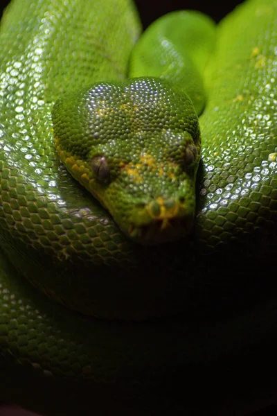 Green Tree Python Sleeping Morelia Viridis — Stock Photo, Image