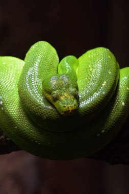 Yeşil ağaç python - Morelia viridis