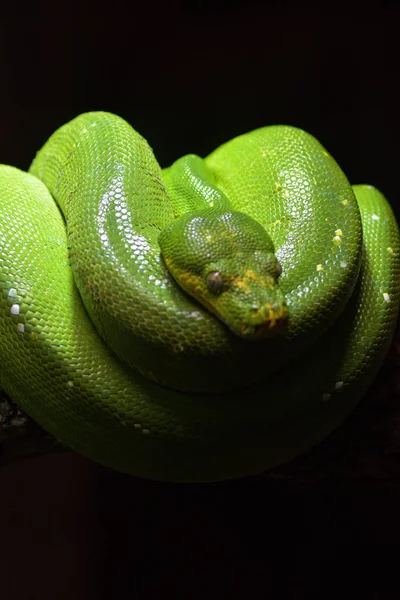 Green Tree Python Sleeping Terrarium Morelia Viridis — 스톡 사진