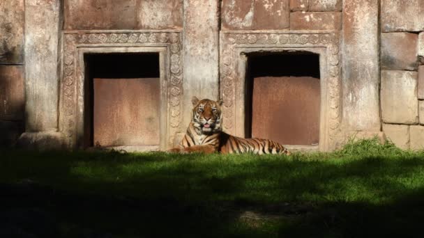 Sumatrański Tygrys Opalający Się Ruinach Starej Świątyni — Wideo stockowe