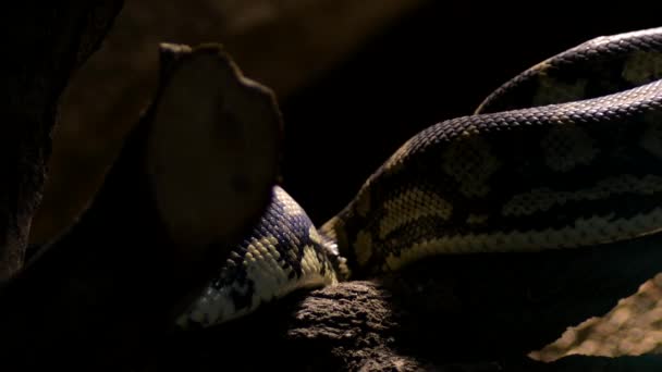 Diamant Pythonschlange Schuppt Körper Kriechend Einem Terrarium Morelia Spilota — Stockvideo