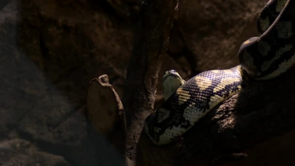 Serpiente Pitón Diamante Moviéndose Terrario Morelia Spilota — Vídeos de Stock