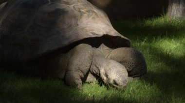 Galapagos dev kaplumbağa yavaşça yürüyor ve ot yiyor.