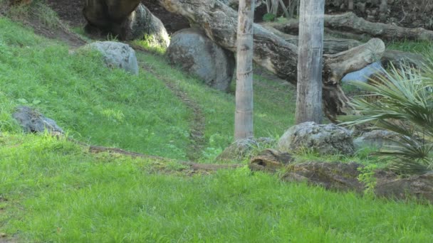 Τίγρη Της Σουμάτρας Ένα Φυσικό Πάρκο Panthera Tigris Sumatrae — Αρχείο Βίντεο