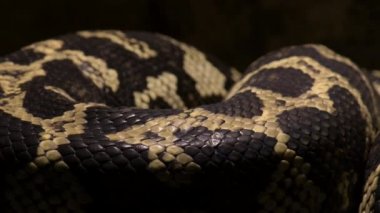 Pırlanta piton yılanı derisi yakından geçer Morelia Spilota