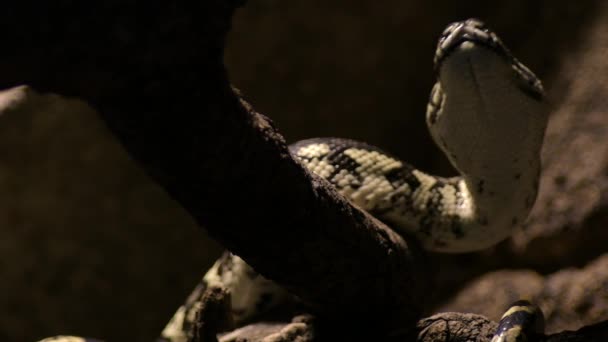 Serpiente Pitón Diamante Movimiento Morelia Spilota — Vídeo de stock