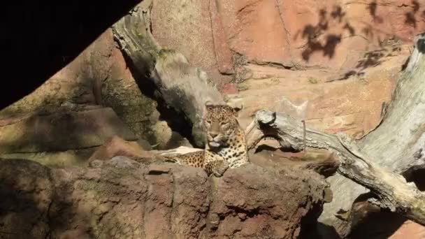 Загорание Леопарда Шри Ланки Panthera Pardus Kotiya — стоковое видео