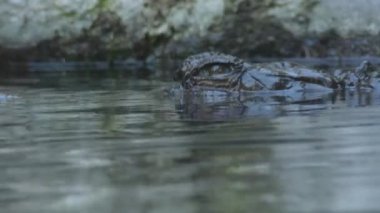 Nehirdeki sahte Ganj timsahı veya Tomistoma - Tomistoma schlegelii