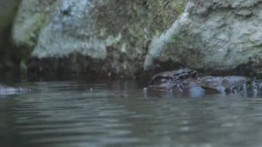Sahte Ganj timsahı ya da Tomistoma nehirde batıyor.