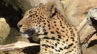 Sri Lanka leoparı Panthera pardus kotiya 'da güneşleniyor.