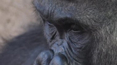 Doğal parktaki goril erkek gözleri. Batı ova gorili.
