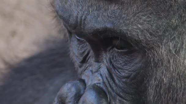 Yeux Gorille Mâle Dans Parc Naturel Gorille Des Basses Terres — Video