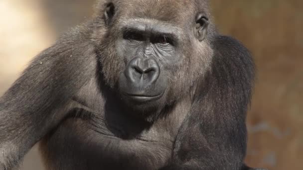 Gorila Přírodním Parku Slunečný Den Západní Nížinná Gorila — Stock video
