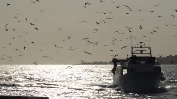 夕暮れ時に飛び回るカモメと魚船 — ストック動画
