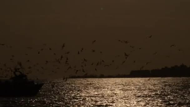 夕暮れ時に港に向かって航行中のカモメと魚船 — ストック動画