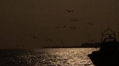 Gün batımında limana doğru yol alan martılı bir balıkçı gemisi.