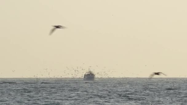 日落时带着鸟儿四处航行的渔船 — 图库视频影像