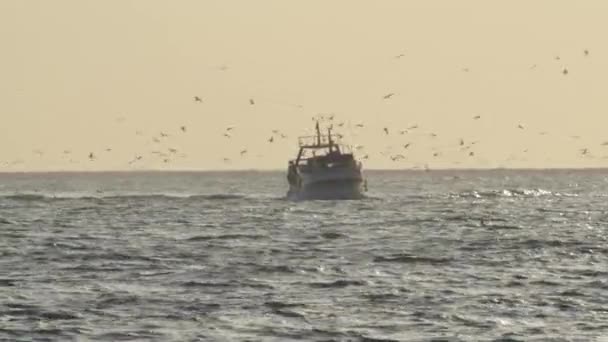 Navio Pescadores Com Aves Que Voam Para Porto Pôr Sol — Vídeo de Stock