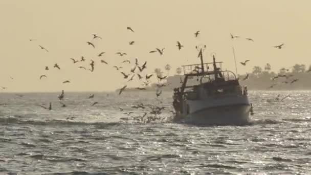 Schiff Von Fischern Mit Möwen Die Bei Sonnenuntergang Herumfliegen — Stockvideo