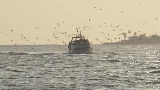 Gün Batımında Limana Doğru Yol Alan Martılı Bir Balıkçı Gemisi — Stok video