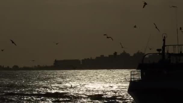 Ship Fishers Seagulls Flying Navigating Sunset Backlight — Stock video
