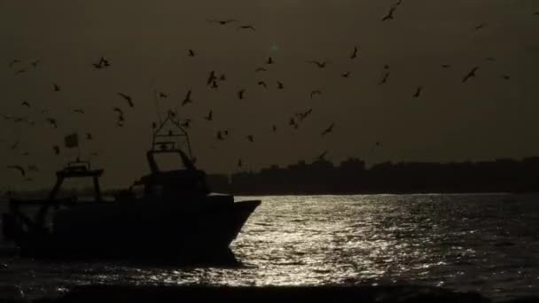 Fisher Ship Birds Flying Navigating Port Backlight Sunset — Stock Video
