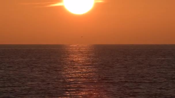 Fåglar Sveper Ner Havet Vid Solnedgången — Stockvideo