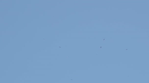 Silueta Rapaces Pájaros Volando Cielo Azul — Vídeo de stock