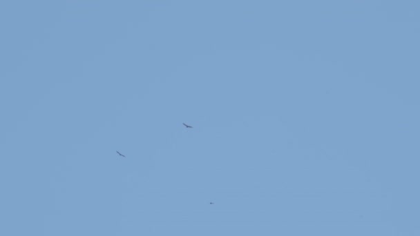 青い空を飛ぶラプターのシルエット — ストック動画