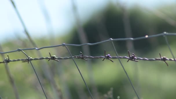 用荆棘在田里刺的铁丝网围栏 — 图库视频影像