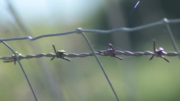 Draadhek Met Doornen Het Veld — Stockvideo