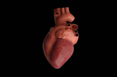 Human heart and arteries, 3d rendering clipart