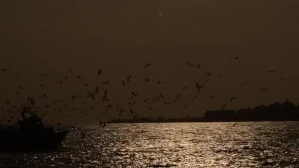 Barco Pescador Con Gaviotas Volando Por Ahí Navegando Babor Contraluz — Vídeos de Stock