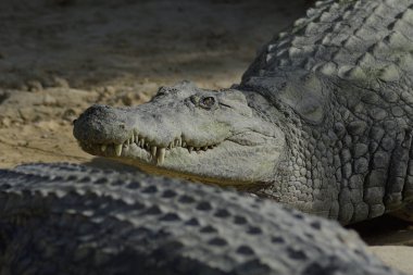 Timsah hayvanat bahçesindeki doğal parka bakıyor - Timsah niloticus