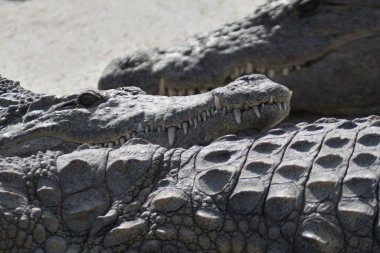 Timsah, timsahlar arasında güneş banyosu yapar doğal bir parkta - timsah niloticus