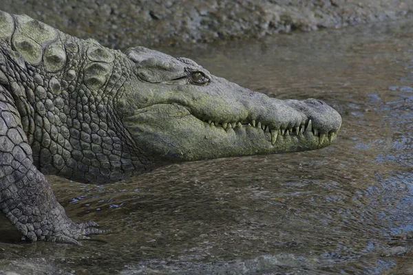 Crocodile Natural Park Entering River Crocodylus Niloticus — Stock Photo, Image