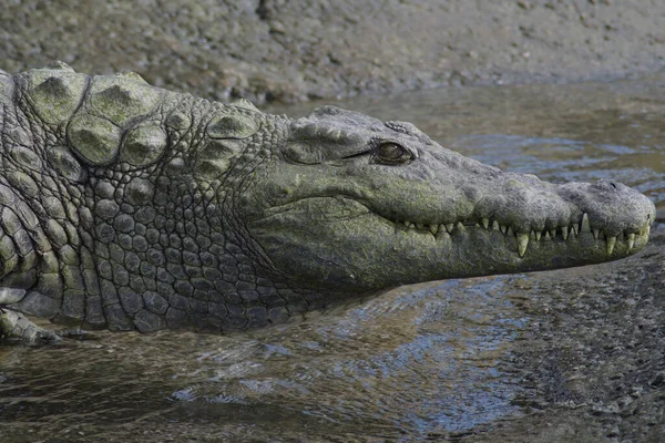 Crocodile Entering River Zoo Natural Park Crocodylus Niloticus — Stock Photo, Image