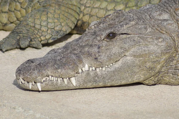 Crocodile Head Sunbathing Natural Park Crocodylus Niloticus — Stock Photo, Image