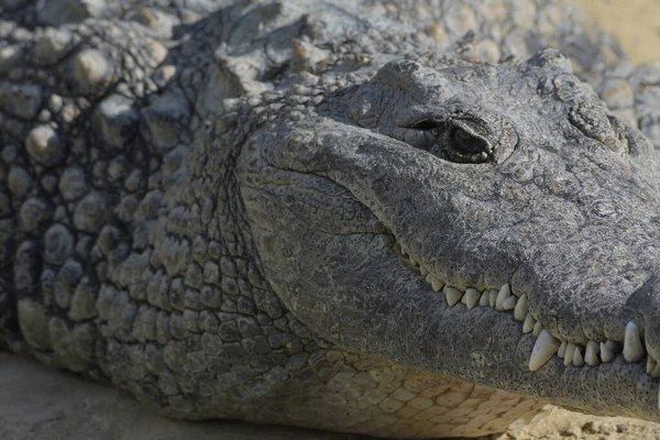 Detail Head Crocodyle Zoo Natural Park Crocodylus Niloticus — Stock Photo, Image