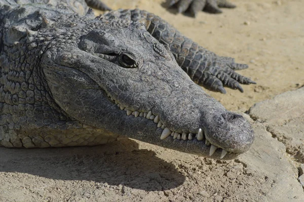 Crocodile Zoo Natural Park Sunbathing Crocodylus Niloticus — Stock Photo, Image