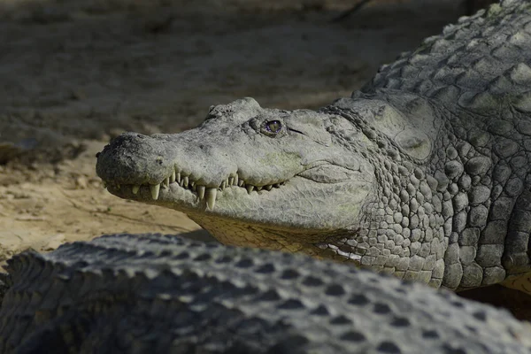 Crocodile Zoo Natural Park Crocodylus Niloticus — Stock Photo, Image