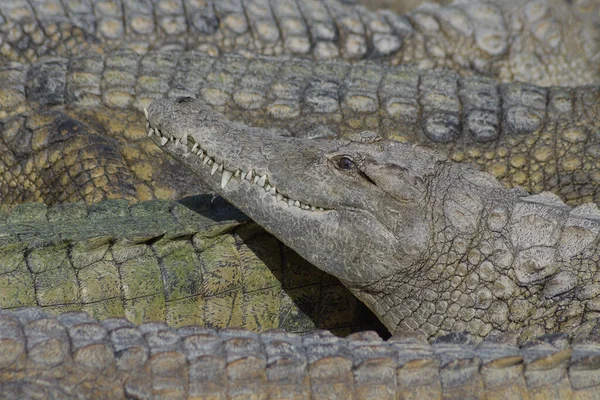 Crocodile Natural Park Crocodiles Crocodylus Niloticus — Stock Photo, Image