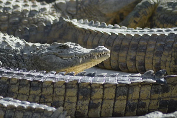 Крокодилы Загорают Природном Парке Crocodyniloticus — стоковое фото