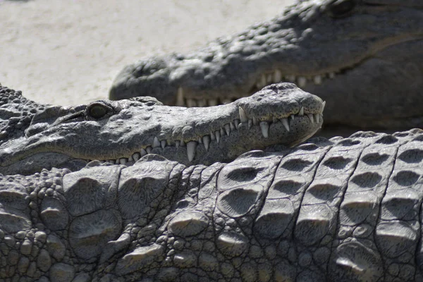 Crocodile Sunbathing Crocodiles Natural Park Crocodylus Niloticus — Stock Photo, Image