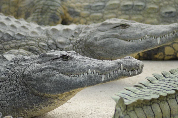 Crocodiles Sunbathing Natural Park Crocodylus Niloticus — Stock Photo, Image