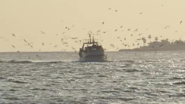 Fartyg Med Fiskmåsar Som Seglar Runt Till Hamnen Vid Solnedgången — Stockvideo