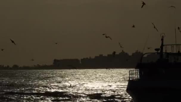 Schip Van Vissers Met Meeuwen Die Rondvliegen Bij Zonsondergang Achtergrondverlichting — Stockvideo