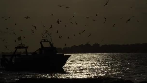 Barco Pescador Con Aves Volando Alrededor Navegando Hacia Puerto Puesta — Vídeos de Stock
